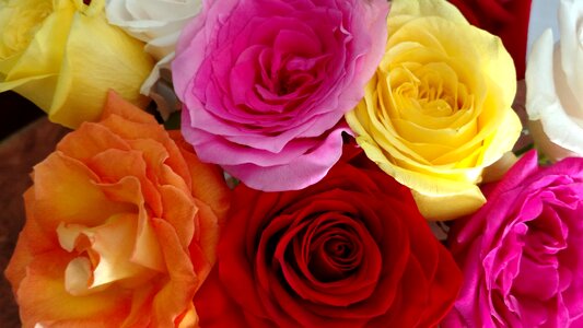 Colors roses bloom