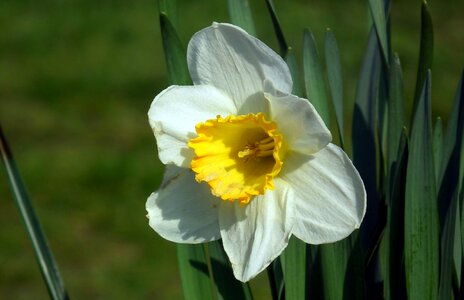 Plant spring easter
