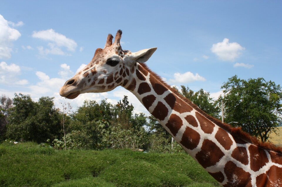 Wild life high neck