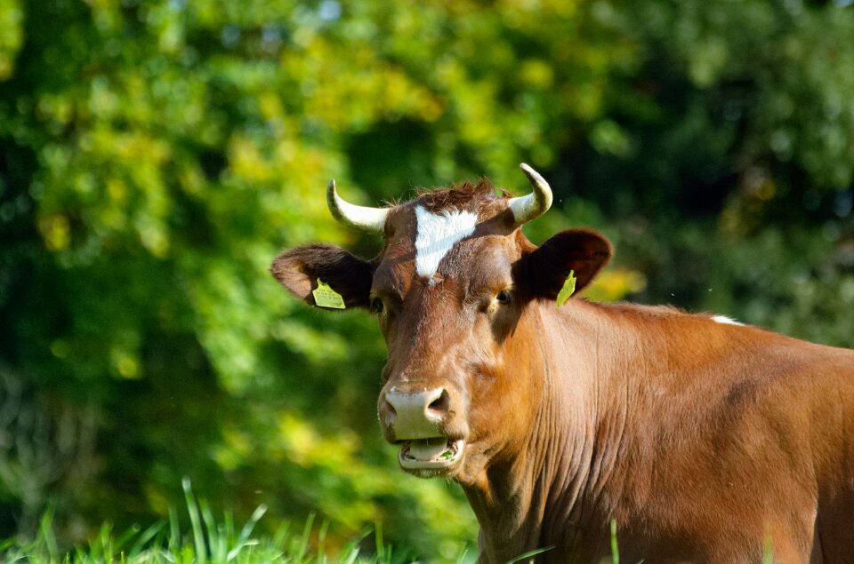Graze agriculture brown