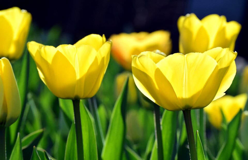 Tulips close up nature