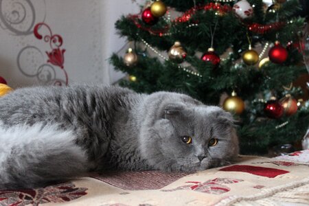 Tree celebration cat