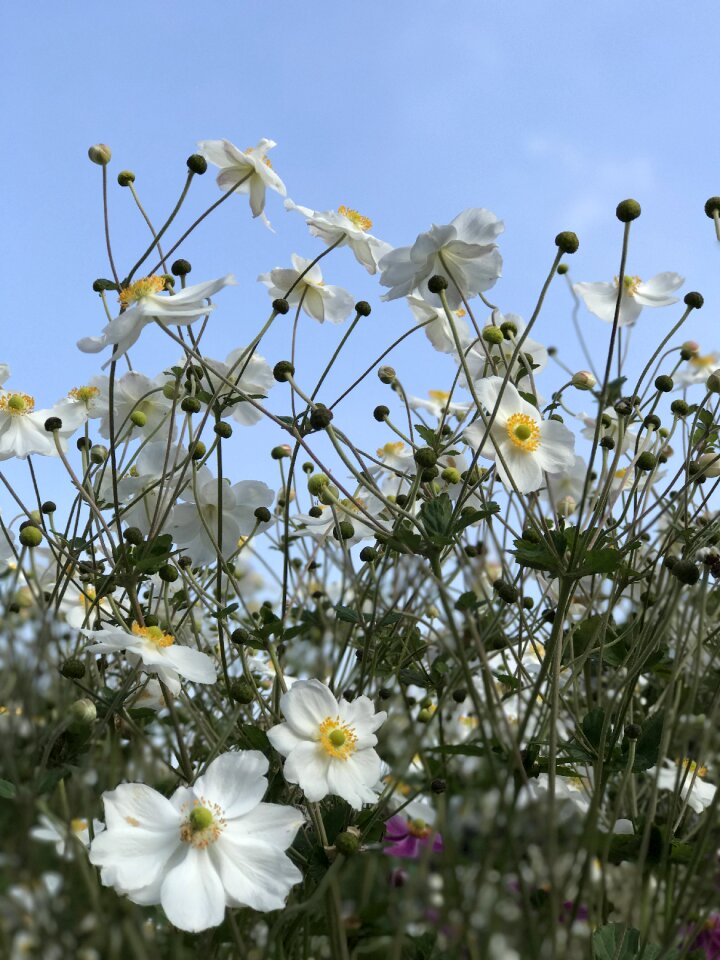 White flower nature outdoor