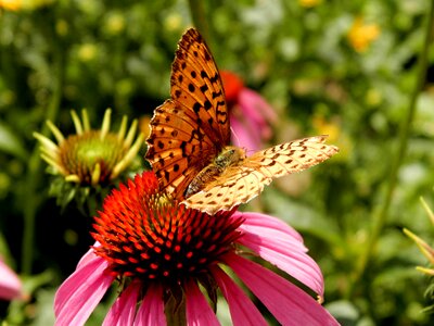 Butterfly flower Free photos photo