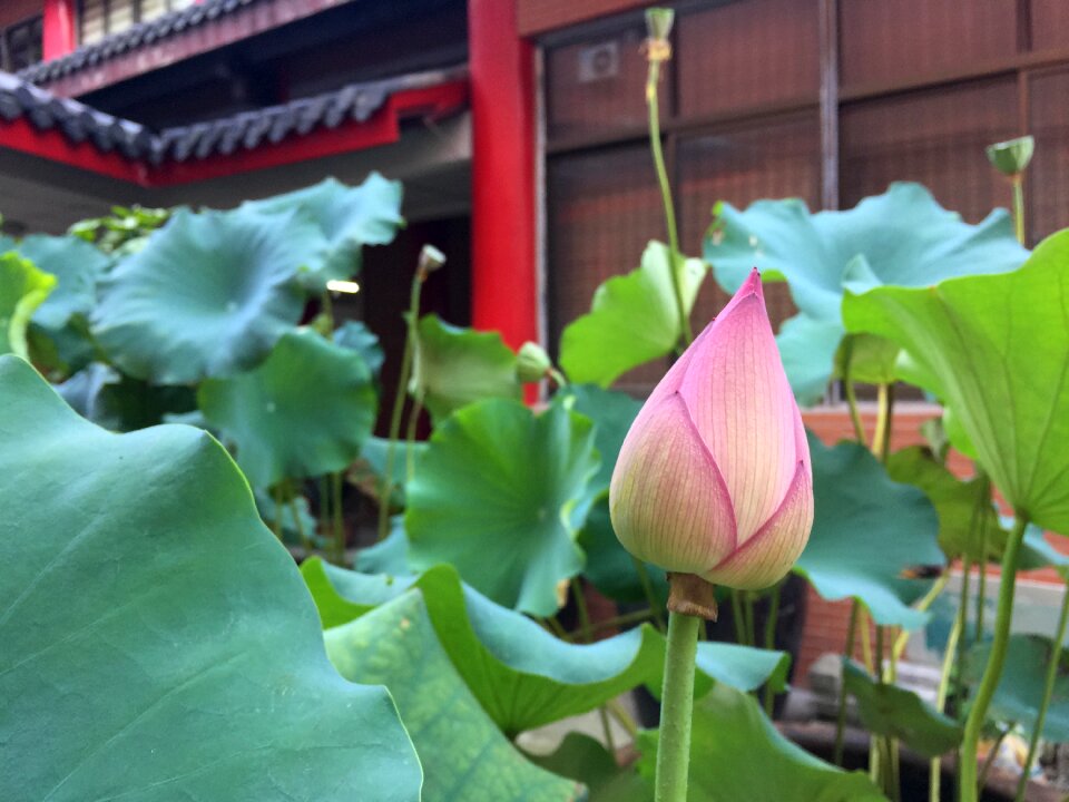 Religion buddha lotus