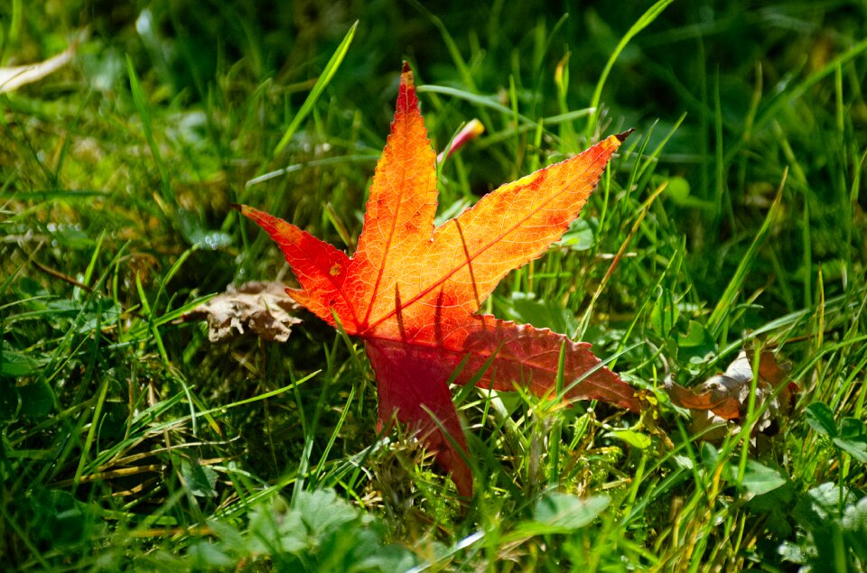 Meadow colorful autumn