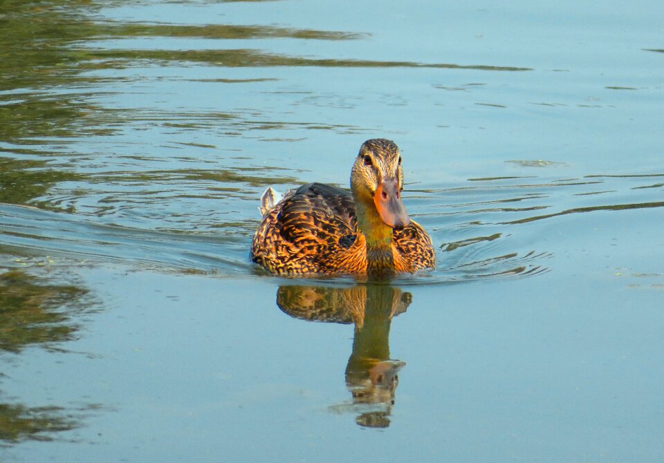 Water wildlife bird