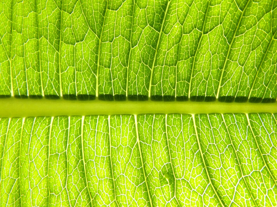 Plant vein environment