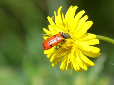 False ladybird insect nature