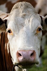 Cow cattle skull closeup