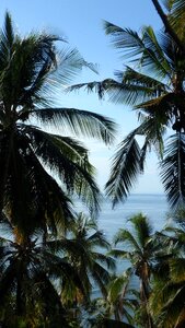 Exotic coconut indian ocean