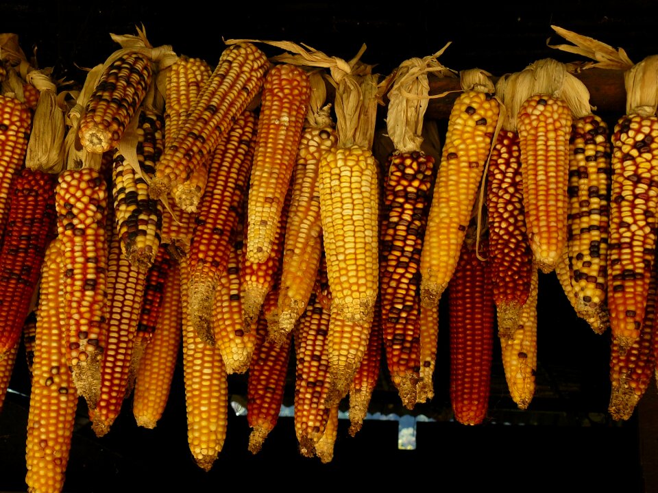 Corn kernels hanging