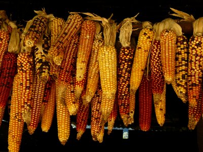 Corn kernels hanging