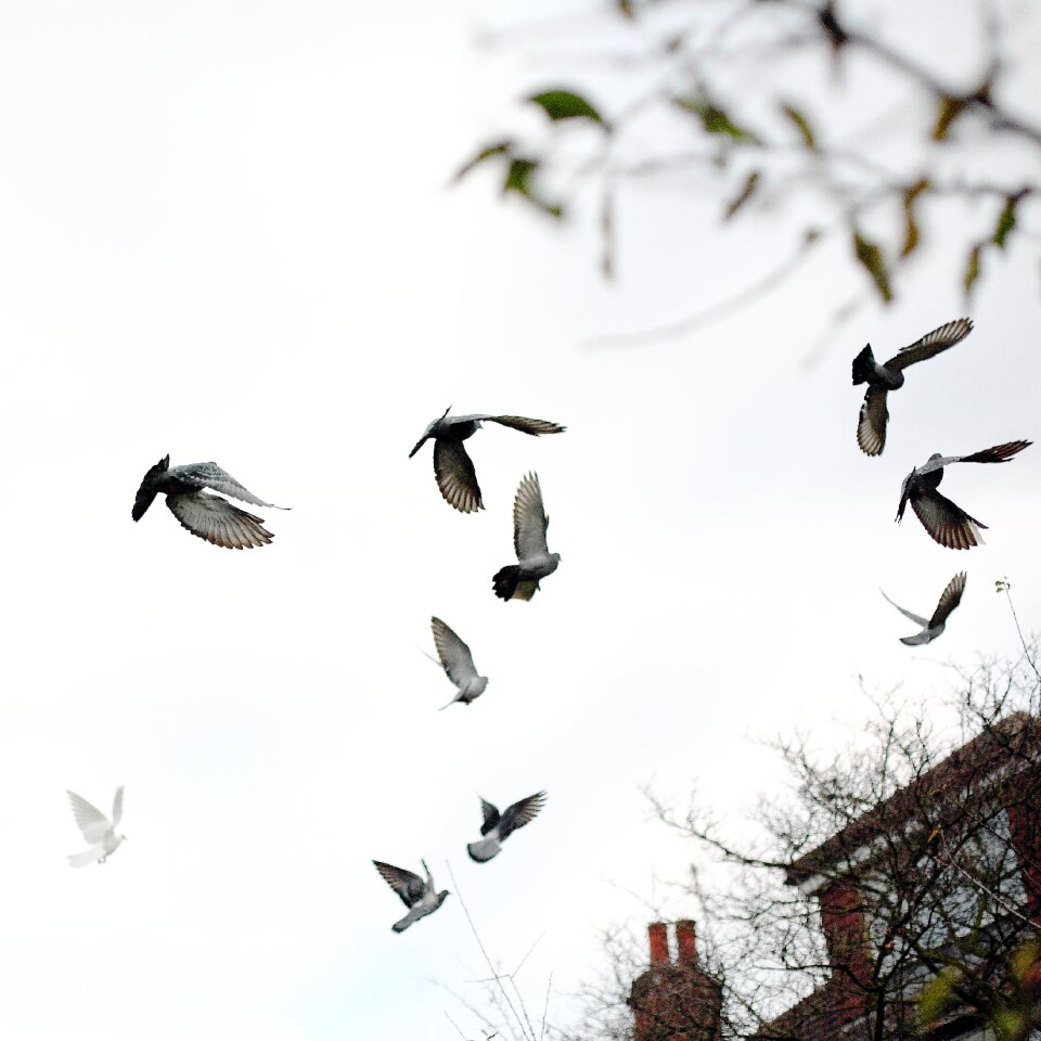 Flying animal outside