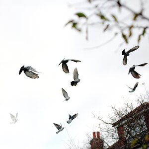 Flying animal outside