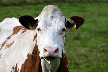 Ruminant female cattle cow photo