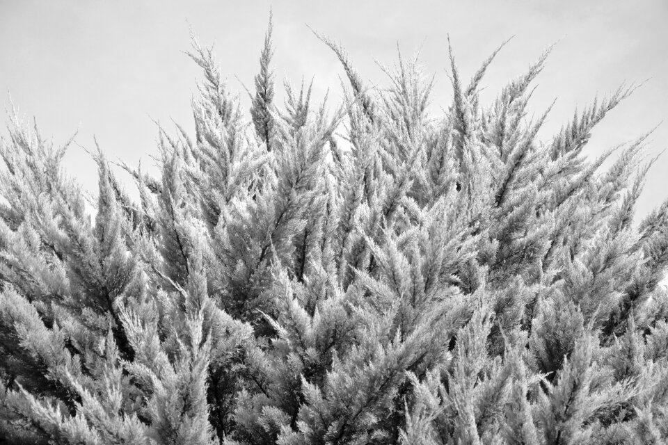 Conifer shrub vegetation
