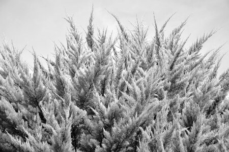 Conifer shrub vegetation