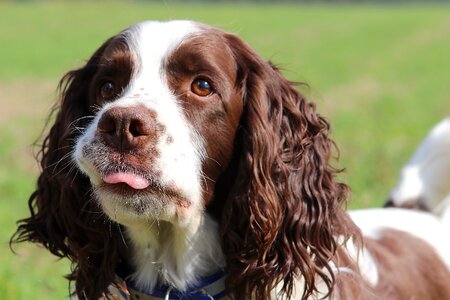 Animal portrait pet photography portrait
