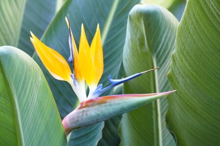 Strelizie plant tropical