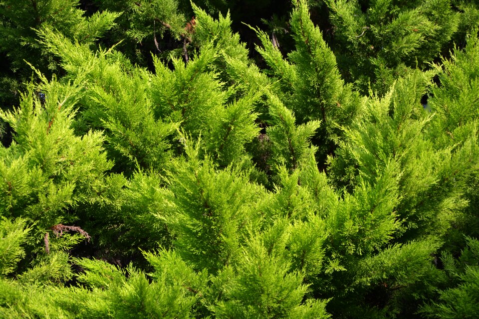 Vegetation nature green shrub