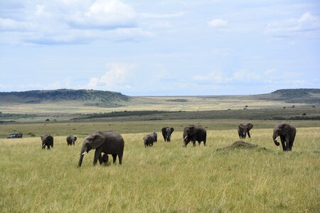 Safari mara elephants photo