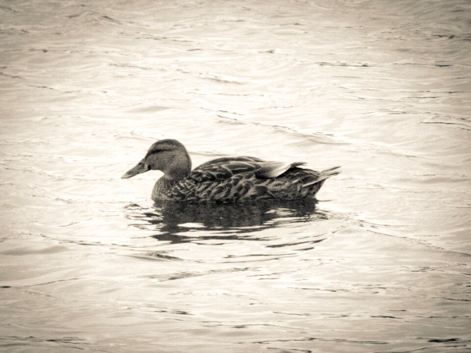 Water split toning black and white