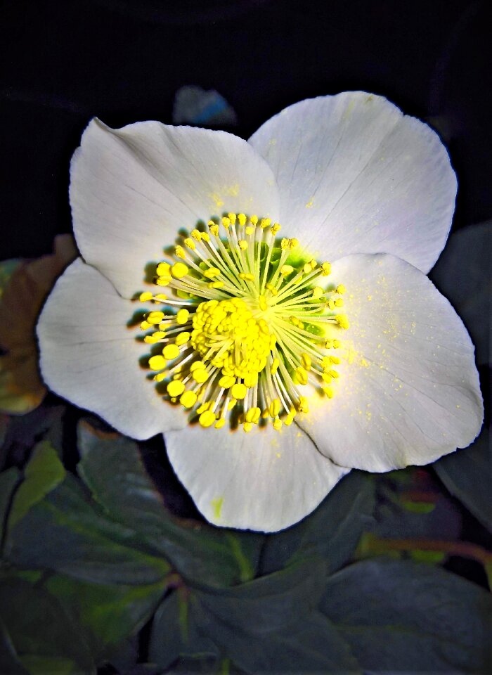 Winterblueher single bloom white
