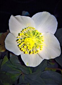 Winterblueher single bloom white