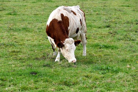 Milk cow ruminant grazing cow