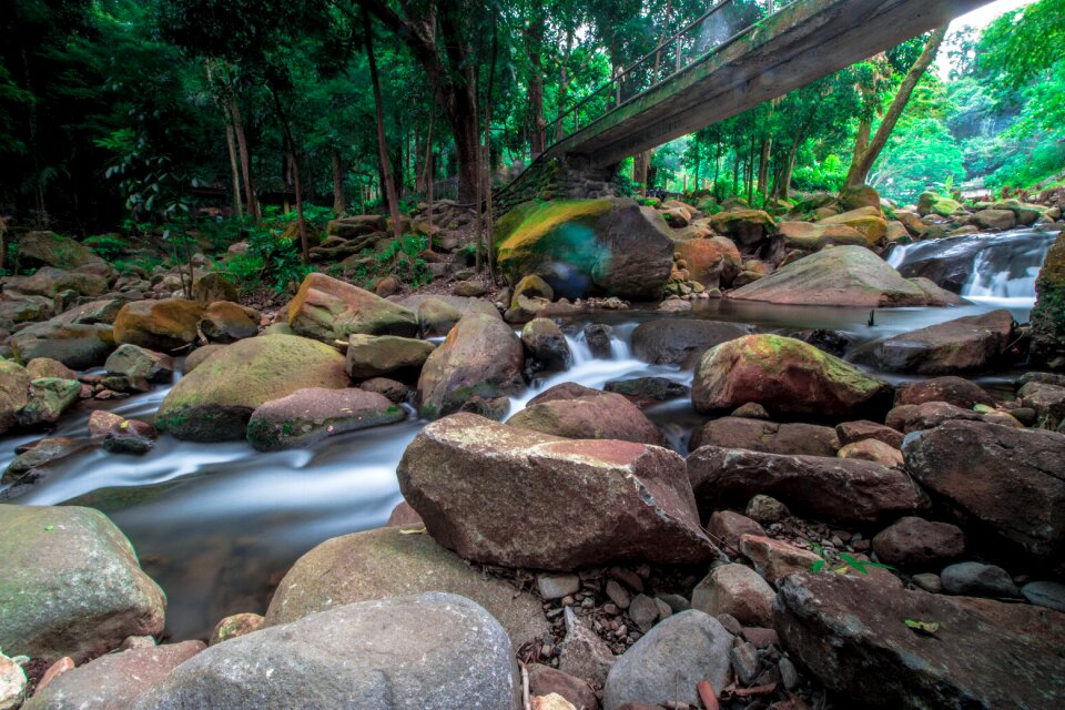 Tree environment rock