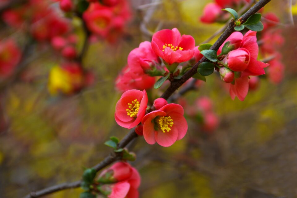 Quarter plants famous flower