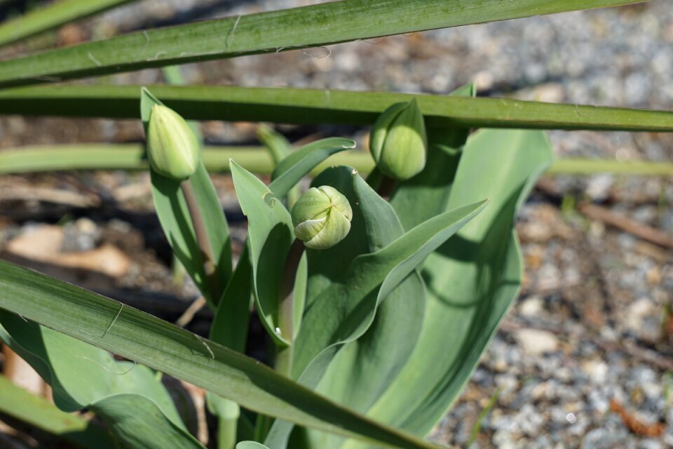 Nature garden close up
