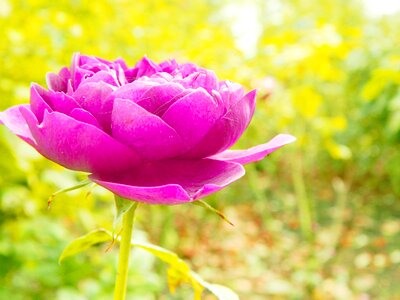 Flower nature floral