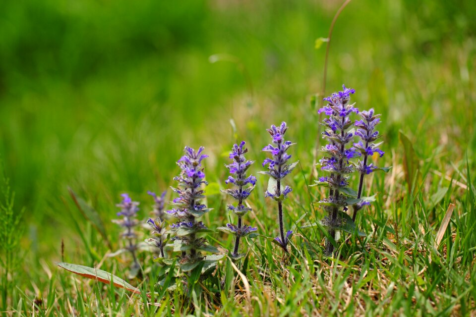 Outdoors s wildflower