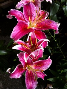 Blooms garden lilies
