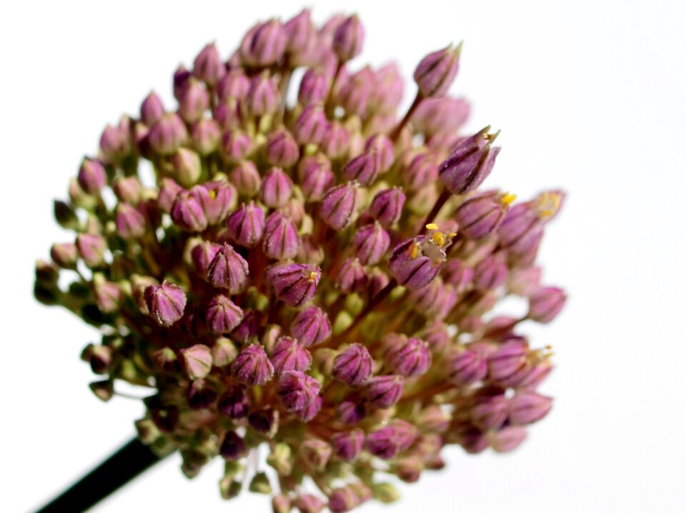 Blooms garden onion flower
