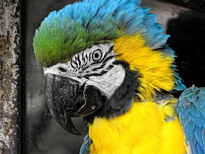 Parrot colorful side photo