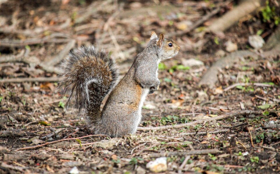 Mammal animal rodent
