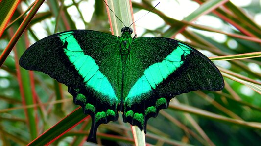 Wings color green