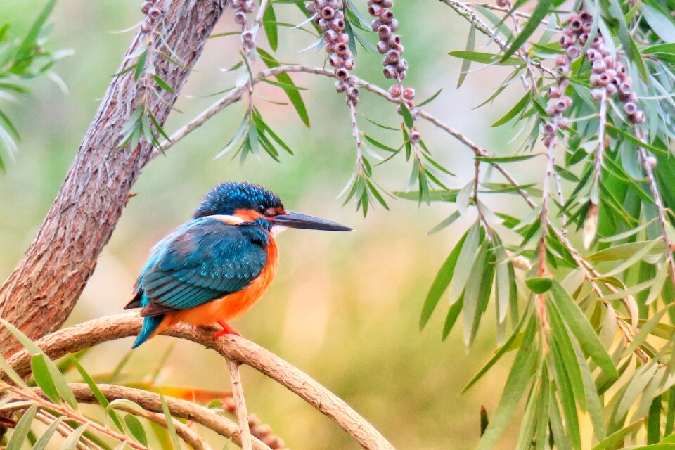 Wildlife animal color