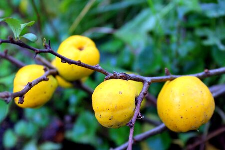 Ornamental shrub fruit pigwowca autumn