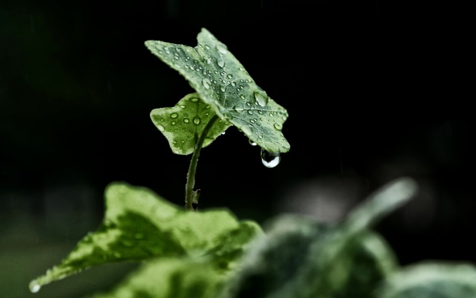Nature ivy tree leaf
