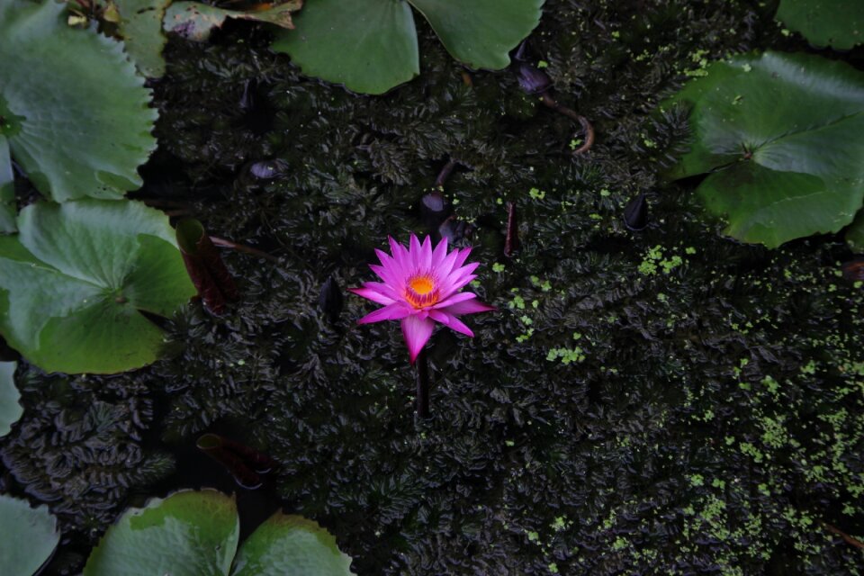 Plant lotus purple lotus