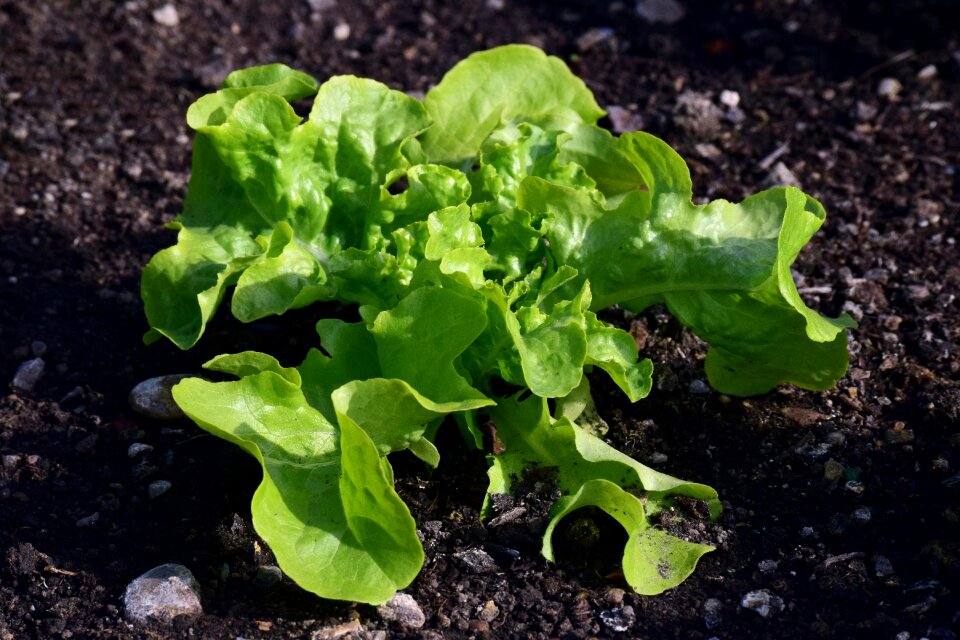 Lettuce nature vegetable patch