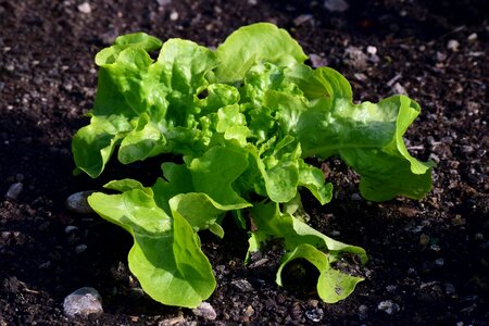 Lettuce nature vegetable patch