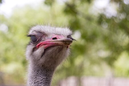 Zoo african ostrich ostrich head