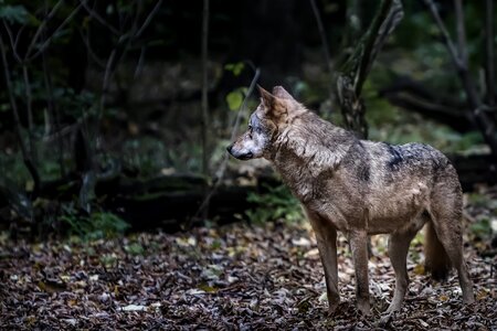 Zoo isegrim wolf
