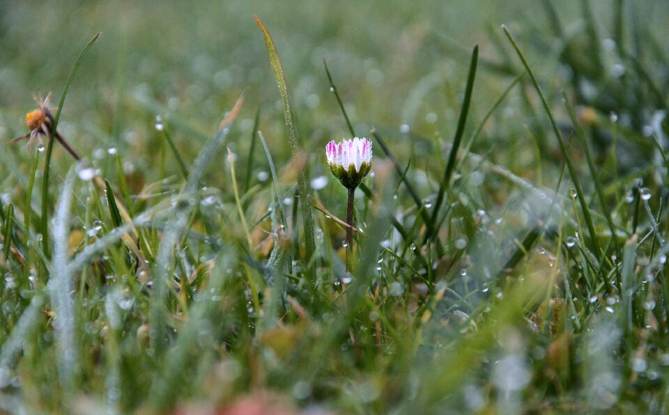 Flower plant daisy