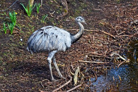 Animal flightless south america photo